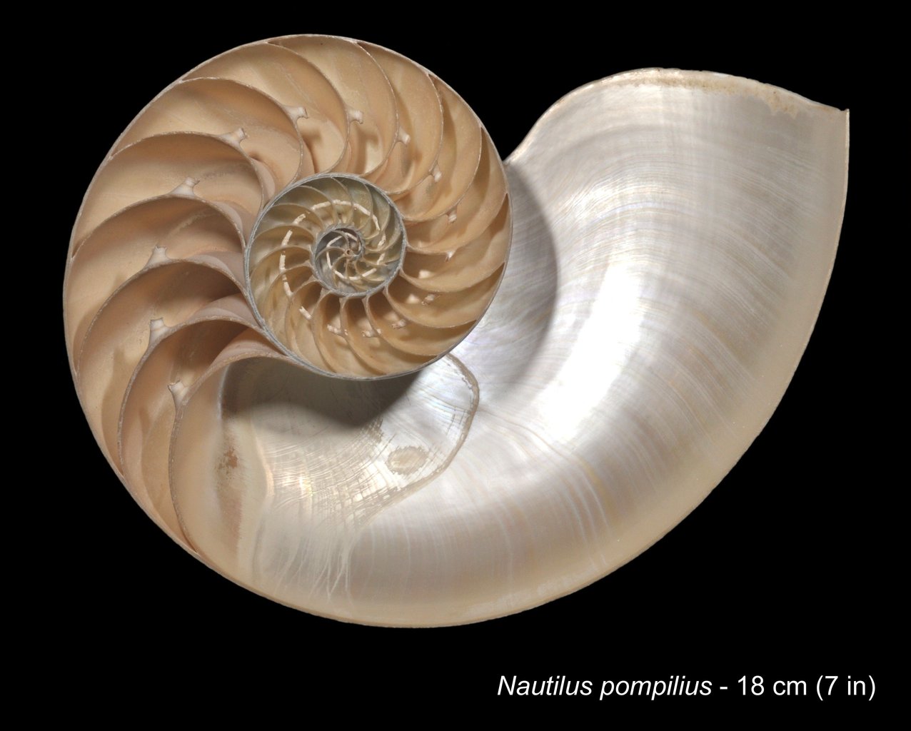 Querschnitt einer Nautilus-Schale - Nautilus pompilius.